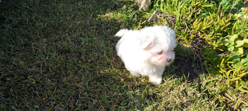 Bichon maltês criado em ambiente familiar disponível para entrega imed