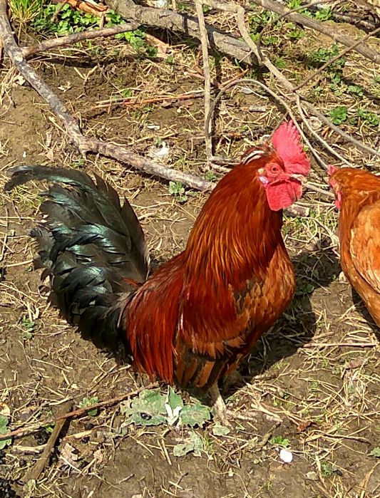 Продаються молоді півні