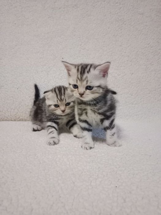 Продам мраморных котят.