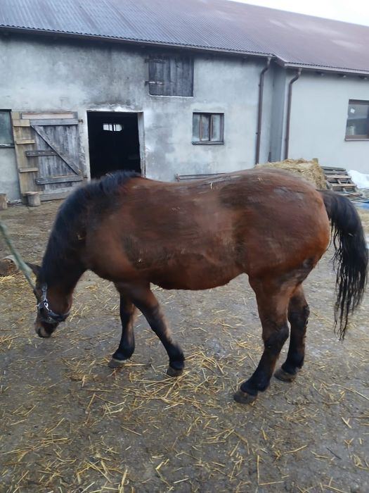 Koń Huculski Hucuł