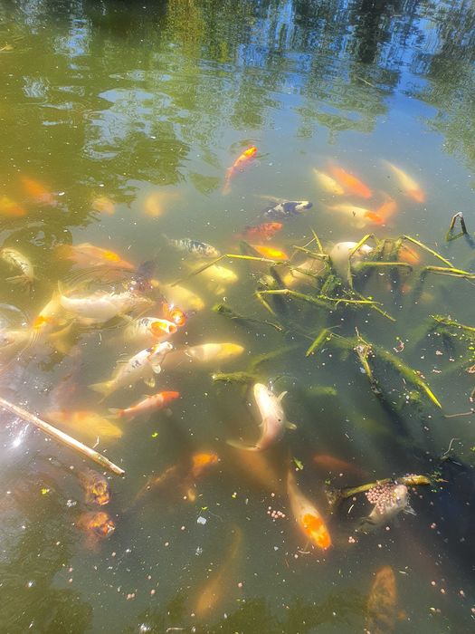 KARP KOI 25-35cm po japońskich tarlakach, 3 letnie