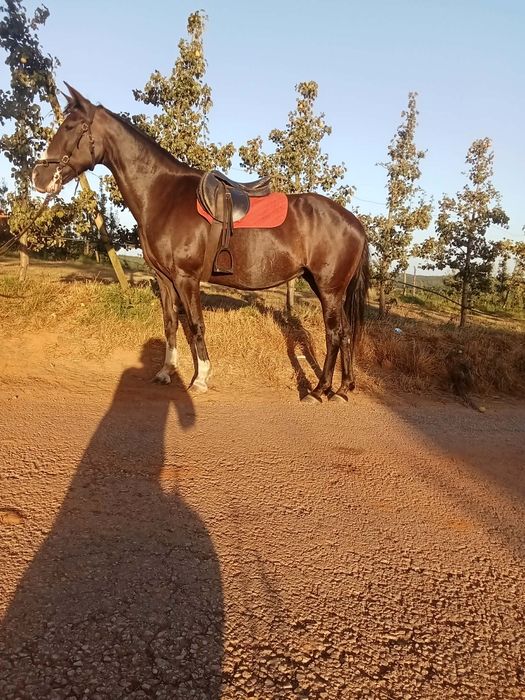 Duas éguas  e dois cavalos