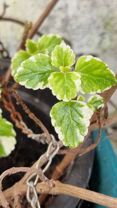 Estaca da Planta Mirra