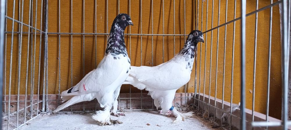 Gołębie z lotu. Budapeszty czarne Kosmate