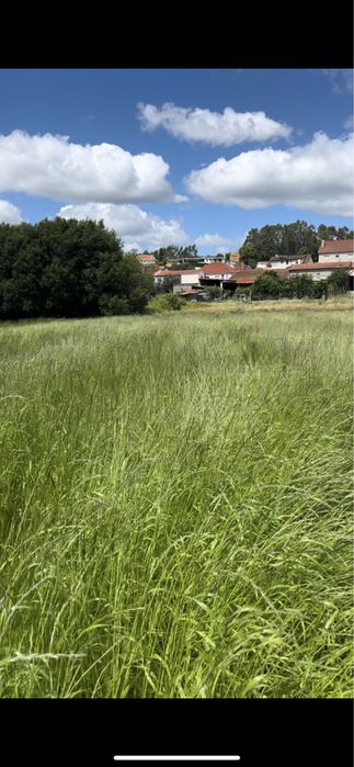 Fardos de azevem (2025)