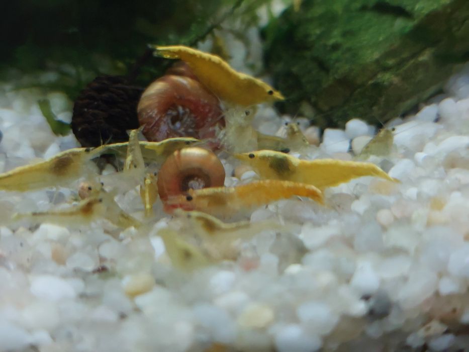 Krewetki yellow neon