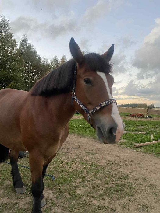 Wydzierżawię konie