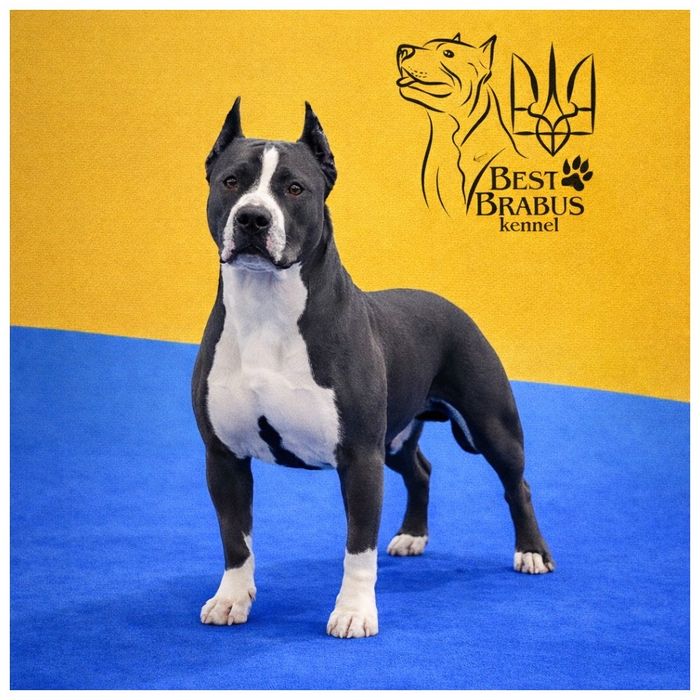 Шикарний Амстафф для Вʼязки