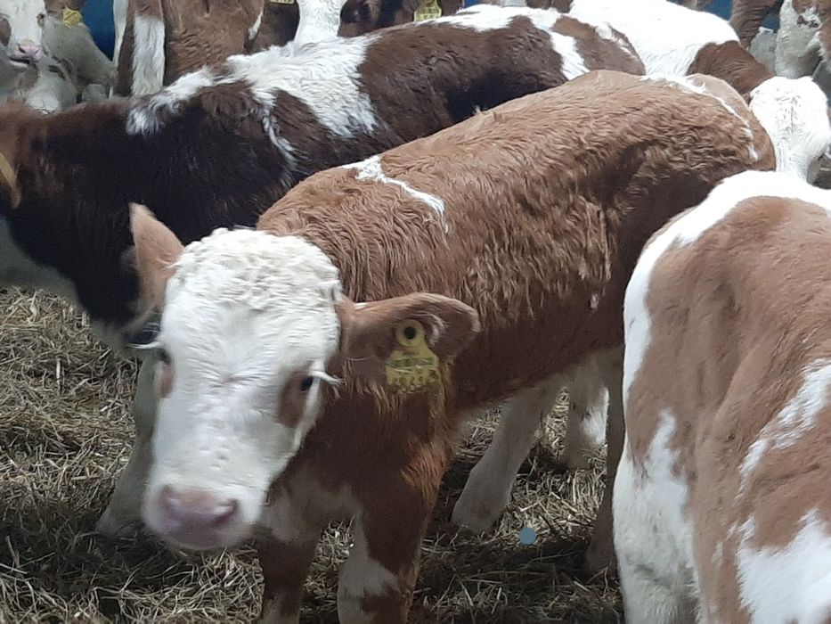 Piękne mięsne cielaki