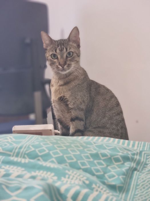 Gatinha dócil para adoção responsável