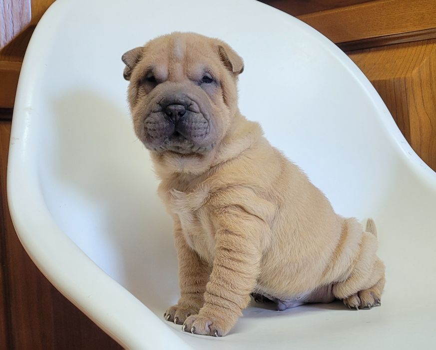 Sharpei macho bebé