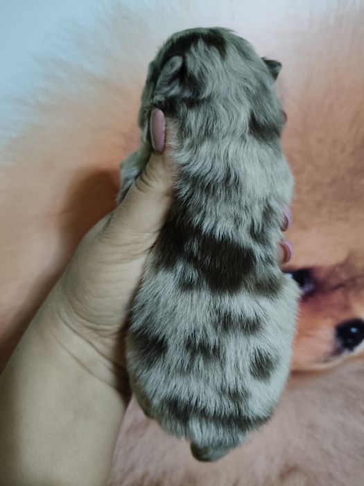 Spitz alemão menino