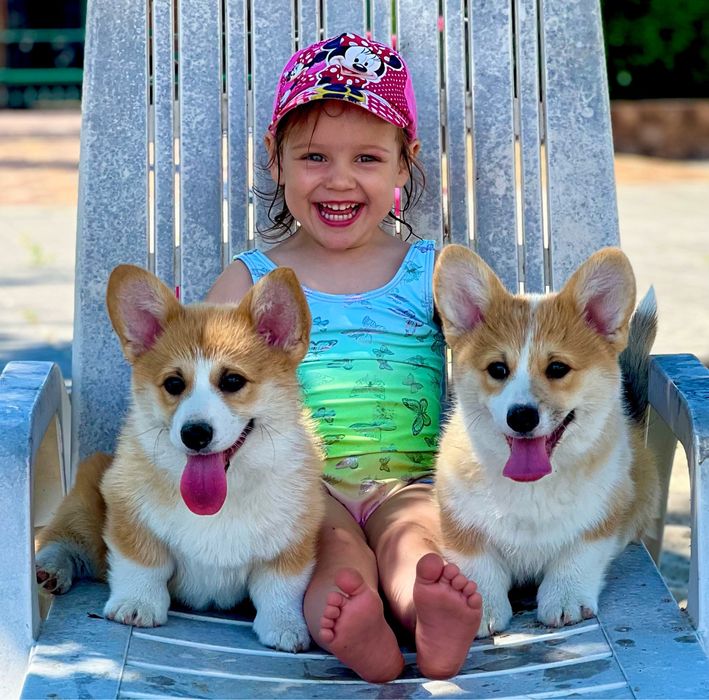 Вельш коргі пемброк