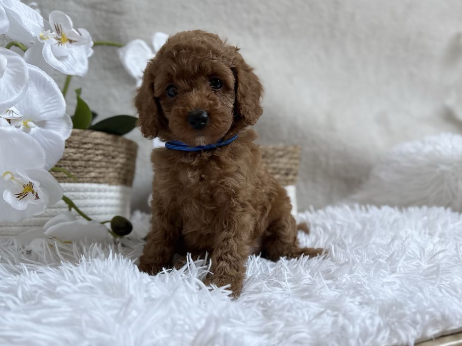 Pudel Toy/Miniatura, red, piesek , REZERWACJA