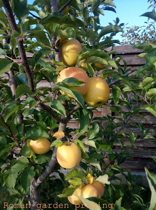 Обрезка сада / Обрізка саду / Обрезка деревьев / Обрізка фруктових