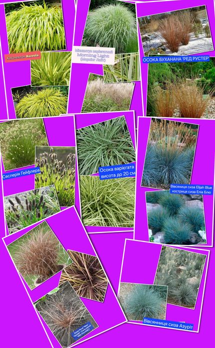 Багаторічні сортові декоративні злаки трави для саду