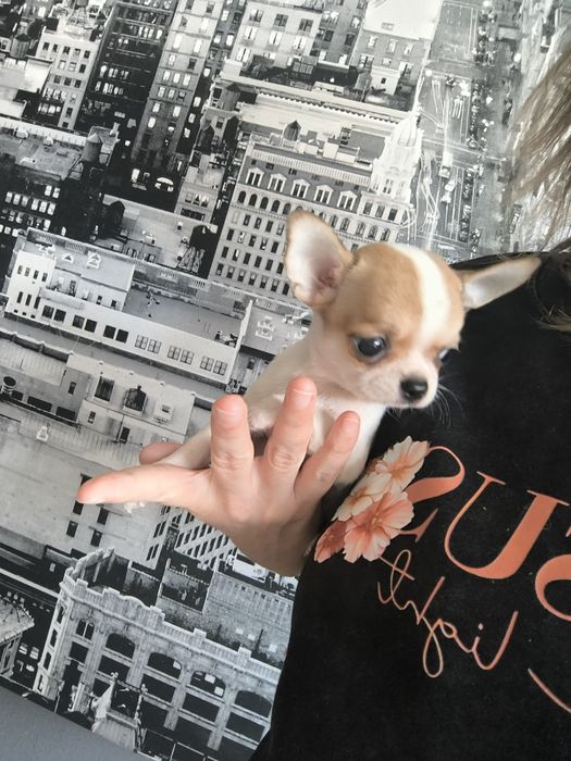 Chihuahua  Mini  Menino .Cabeça de maçã. Perfeito!