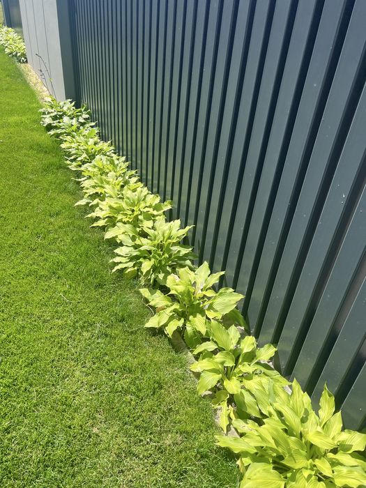 Kilkadziesiat sztuk hosty funkia