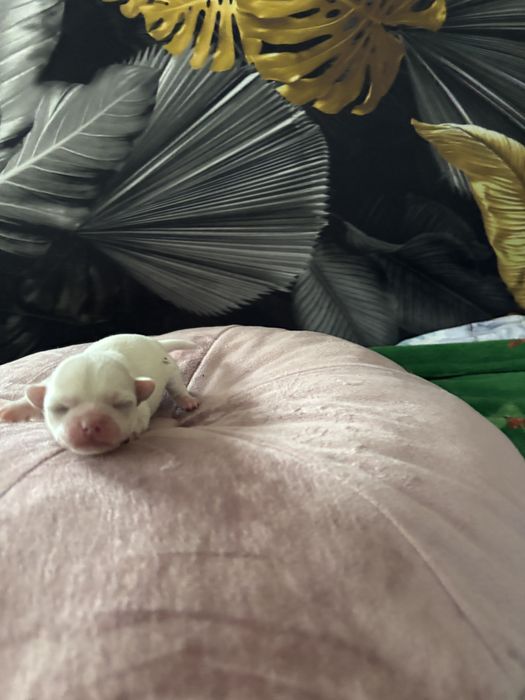 Sliczny chlopczyk Chihuahua