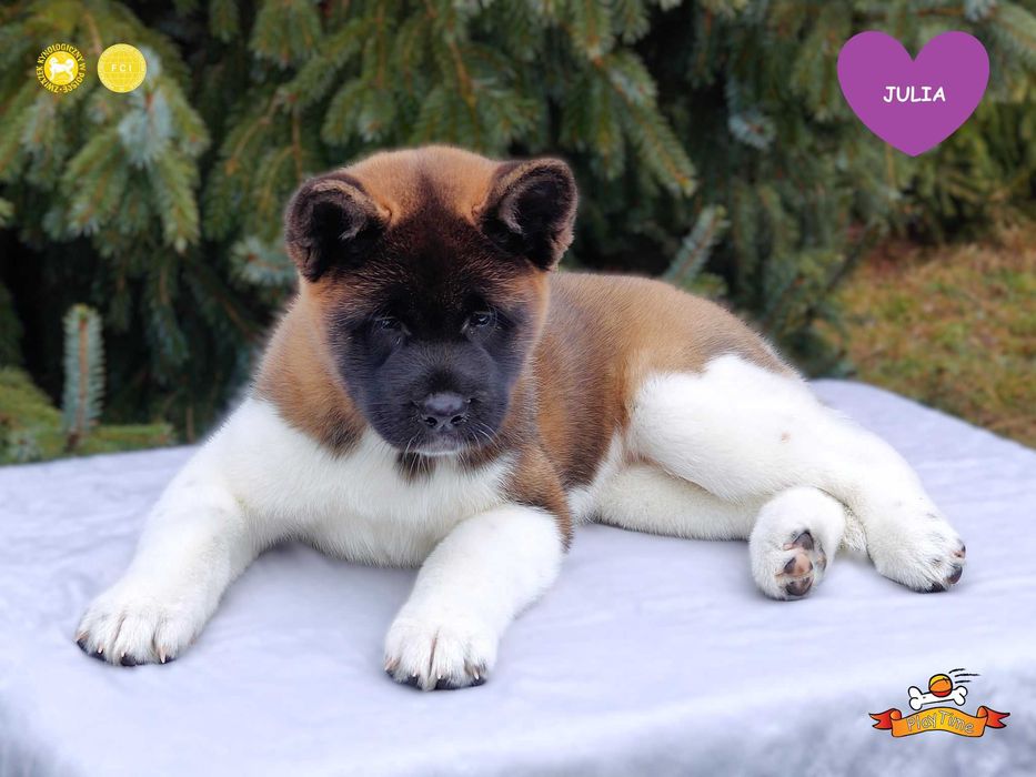 Sunia szczenię Akita Amerykańska - odbiór marzec - PlayTime FCI