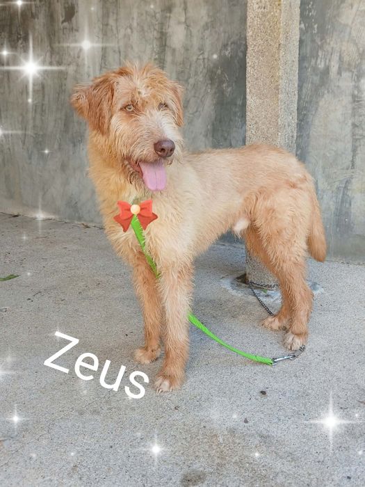 Zeus para adoção muito responsável