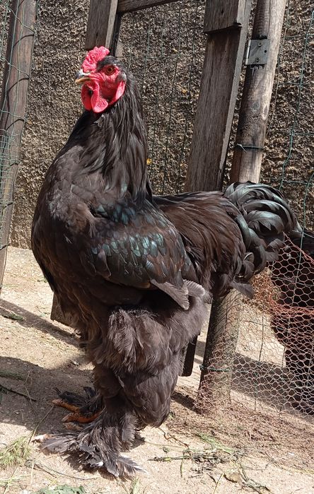 Aves Ornamentais Brahmas várias mutações