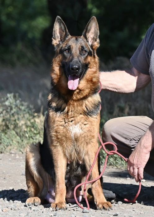 Бронювання цуценят найкращих німецьких вівчарок