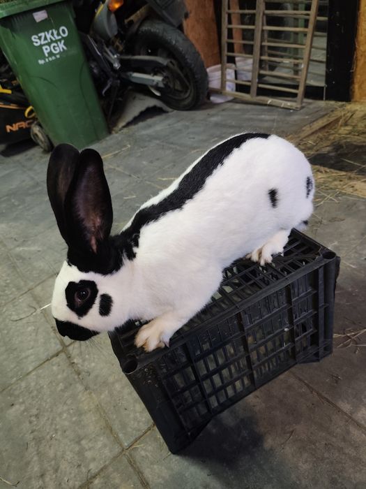 Samiec Srokacz Niemiecki