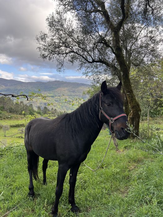 Cavalo preto inteiro
