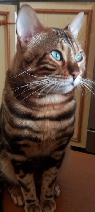 Продається бенгал 22