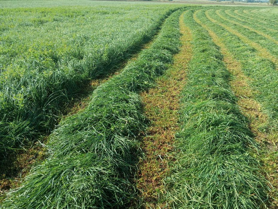 siano/sianokiszonka 2025