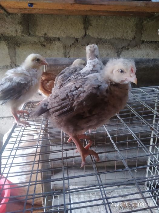 продам курчата гусята качата