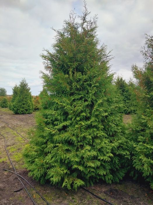 Туя Смарагд, Брабант, Колумна,Даніка