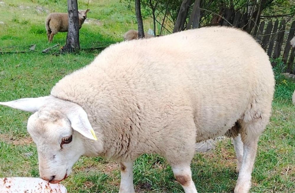 Вівці породи ТЕКСЕЛЬ
