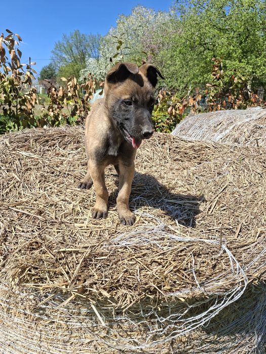 Owczarek belgijski malinois