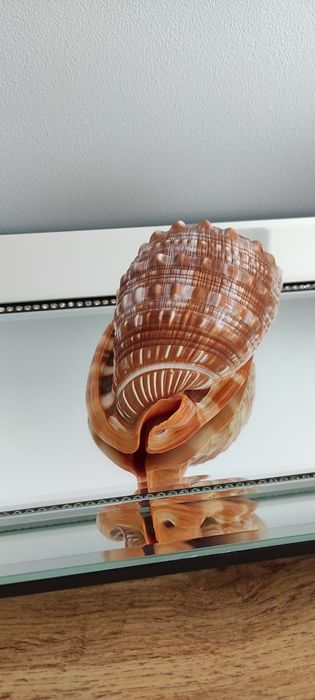 Muszla Helmowca duża