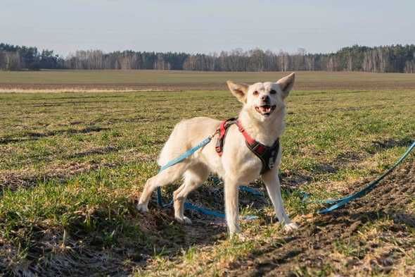 Łagodna delikatna Misia szuka domku