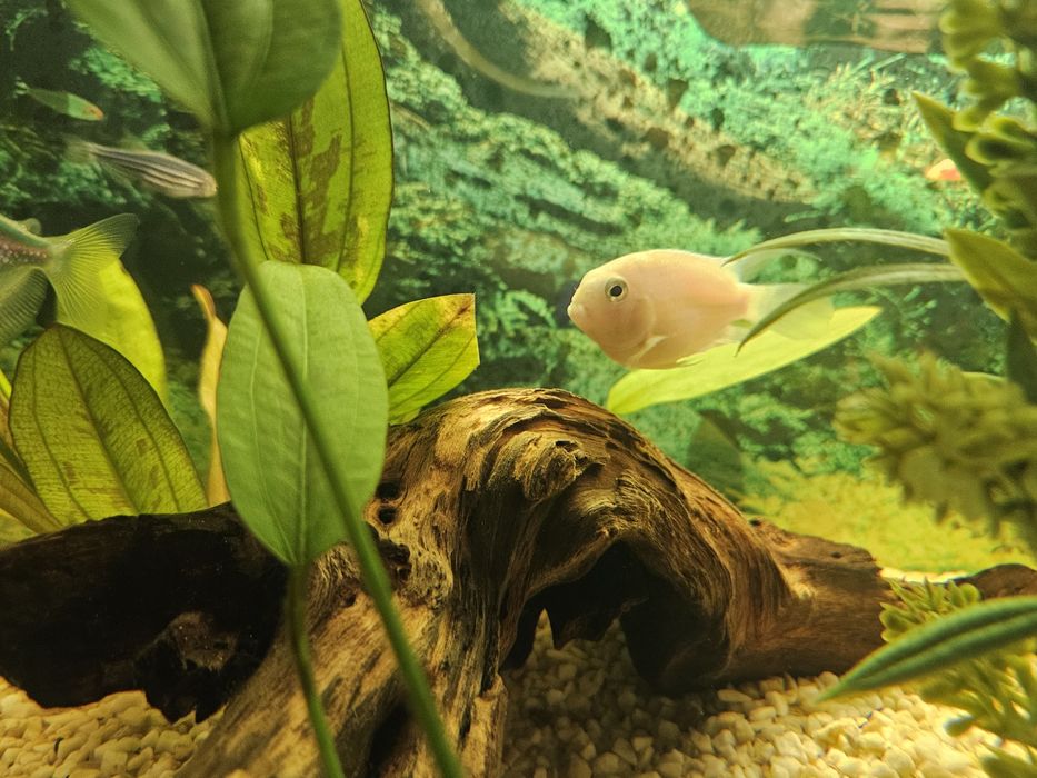 Sprzedam Pielęgnicę Papuzią