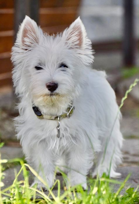 Szczeniak West Highland White Terrier