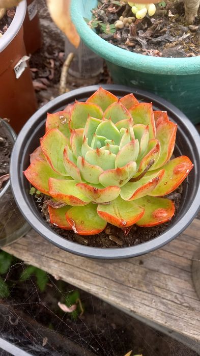 Suculentas echiverias