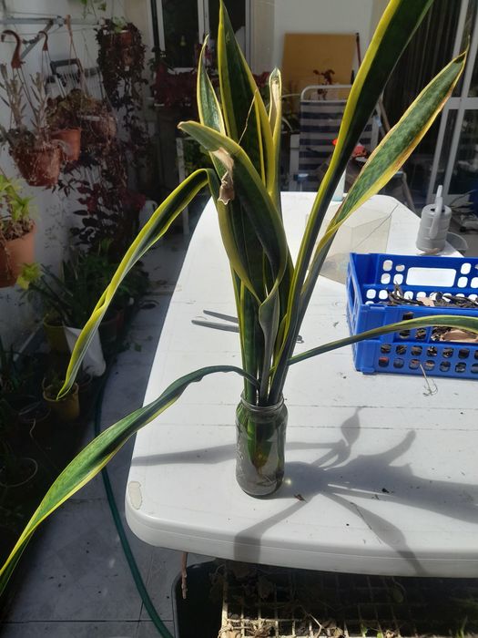 Mudas de língua da sogra já com raízadas prontas a transplantadas a 3€ cada pé