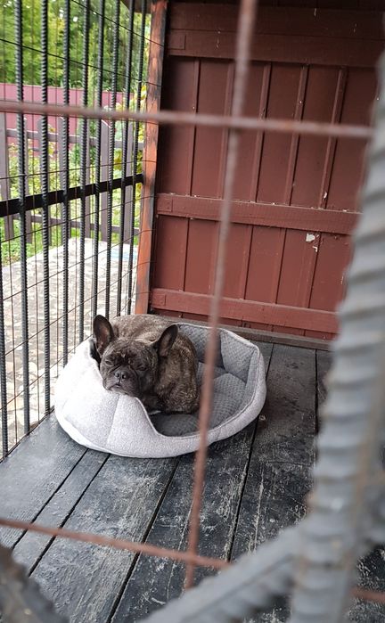 Перетримка собак  інших тварин...