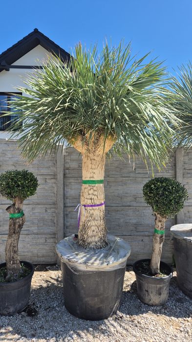 Yucca rostrata MULTIHEAD Wieloglowa. Yuca rostrata