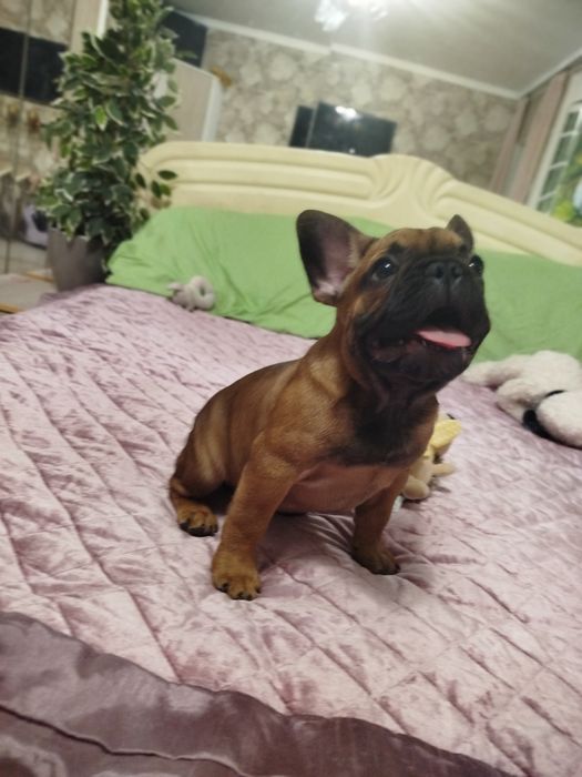 Чудесный ласковый малыш французик