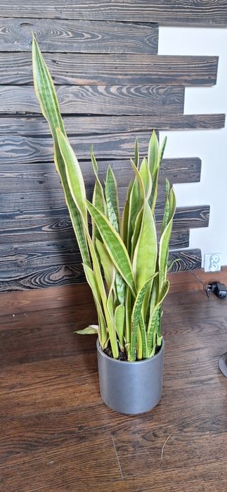 Sansevieria kwiat