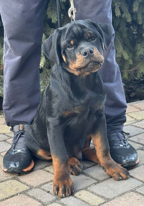 Документи КСУ цуценята ротвейлера.