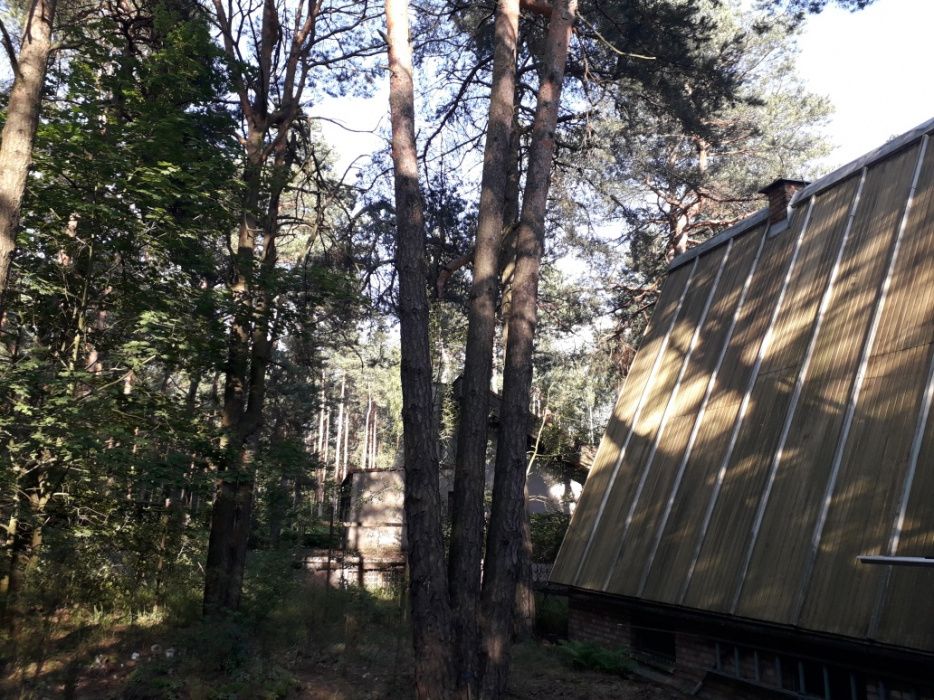 Arborystyczna wycinka drzew