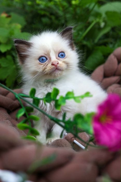Willi kocurek ragdoll