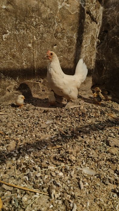 Продам курчат і курок Американок