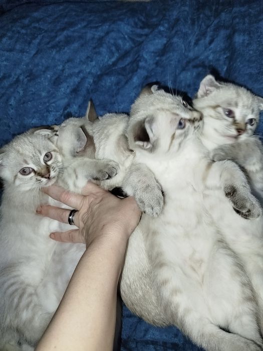Котята. Срібна шиншила